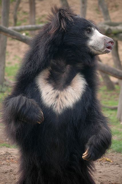 Sloth Bears Get More Protection in Madhya Pradesh - India's Endangered