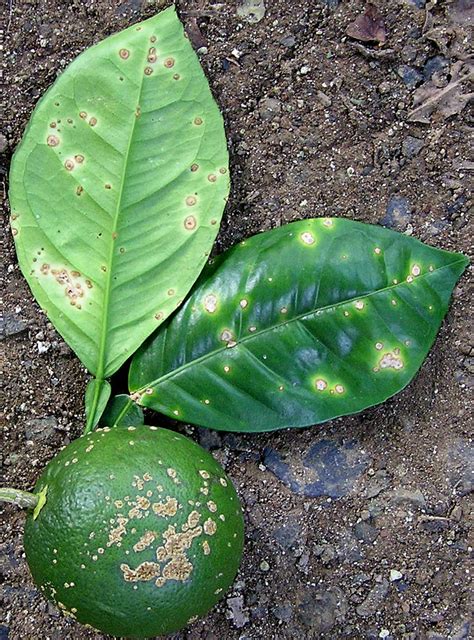 canker 1 | Symptoms of citrus canker caused by the plant-pat… | Flickr