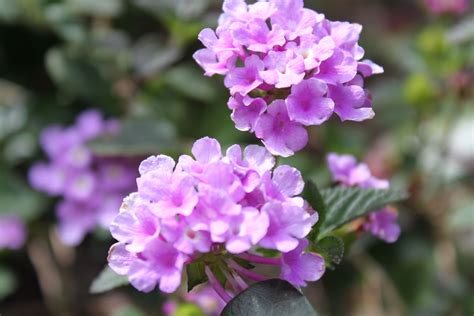 purple lantana Heirloom Seeds, Bloom, Products, Gadget