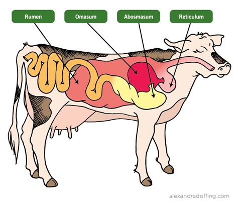 Cow's digestive system