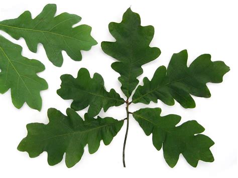 Quercus alba - White Oak leaves | Flickr - Photo Sharing!