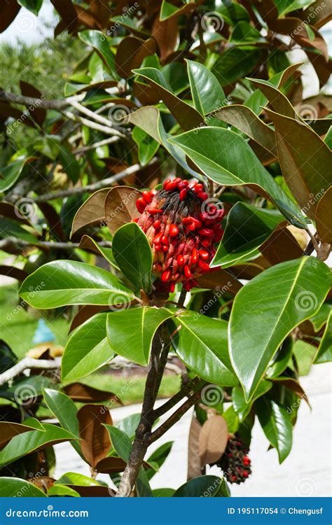 Magnolia tree red seeds stock photo. Image of flora - 195117054