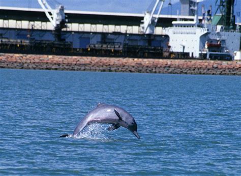 On World Wildlife Day, remember our humpback dolphin – News