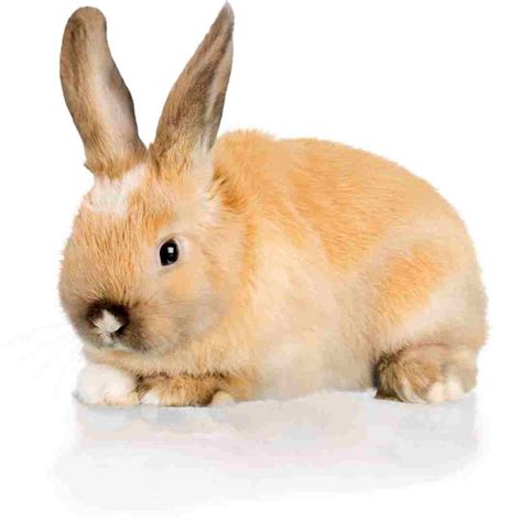 Rabbit Size Chart: Understanding the Different Rabbit Breeds and Their ...