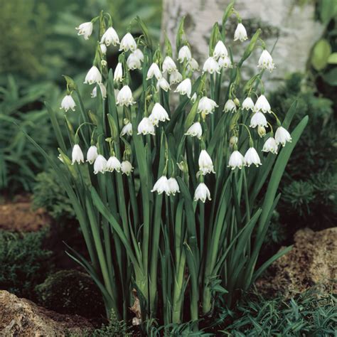 Leucojum Aestivum Bulbs | Buy Online | Boston Bulbs