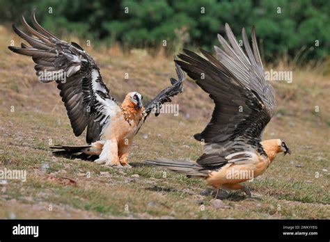 Lammergeier (Gypaetus barbatus) on a feeding area, Spain Stock Photo - Alamy