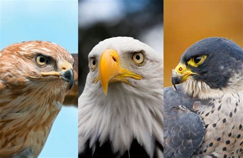 Falcon vs Eagle vs Hawk: Your Guide to Three Families of Raptors