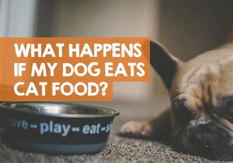 What Happens if My Dog Eats Cat Food? (The Truth)