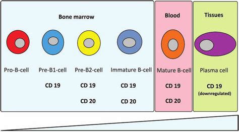 Expression of CD19 and CD20 according to maturation steps. CD19 is...