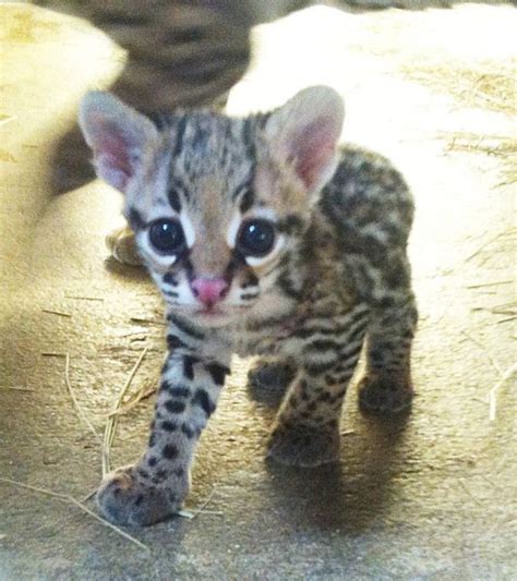 BABY OCELOT - WANT! | Things I Love! | Pinterest