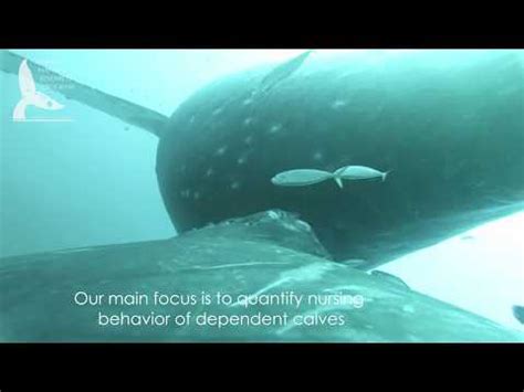 Humpback whale nursing calf footage