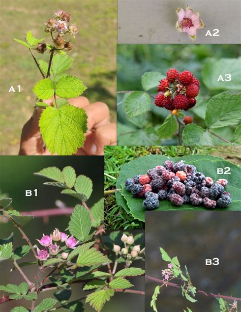 Rubus species- Uttarakhand – eFlora of India