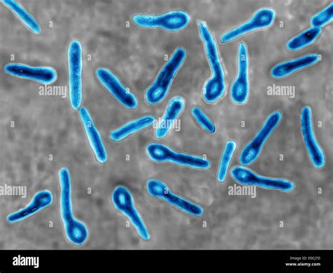 Clostridium Under Microscope