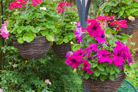 How to Care for Petunias in Hanging Baskets