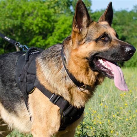 The Best Dog Harness for German Shepherd Puppy and Big Dog - £64.99