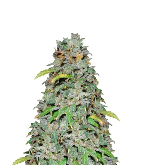 Blk. seeds | Auto White Widow Seeds | Green Parrot