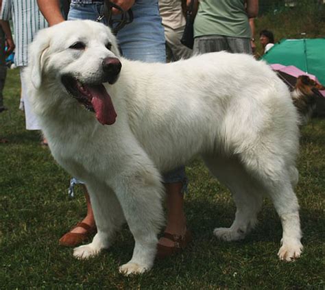 Polish Tatra Sheepdog Info, Temperament, Puppies, Pictures