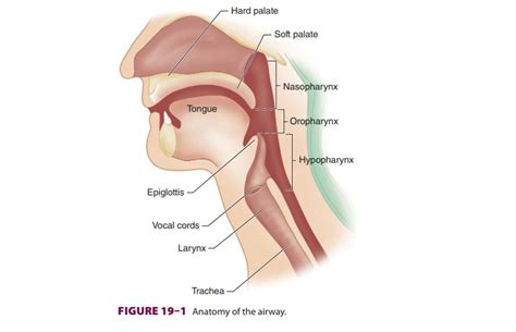 Oropharyngeal Airway Diagram