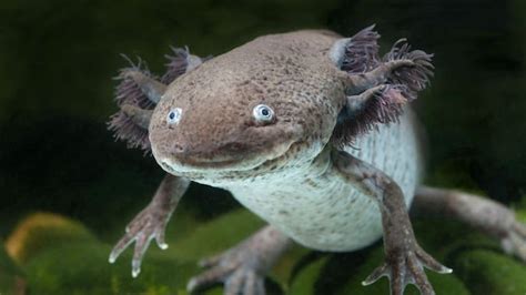 What Do We Lose If We Lose Wild Axolotls? | NOVA | PBS