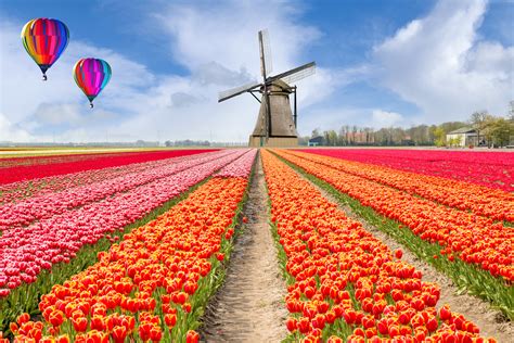 Daytrips around Amsterdam; canals, tulips, bikes and windmills! | itinari