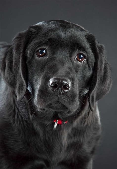 English Black Labrador Retrievers | PETSIDI