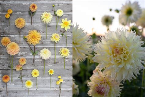 Discovering Dahlias - Floret Flowers