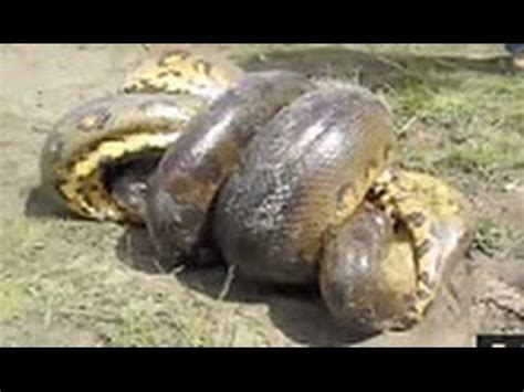 Fight Giant Anaconda vs Crocodile | Giant anaconda, Animal attack, Anaconda