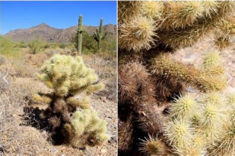 Identifying common Arizona cacti: Prickly Pear, Saguaro, Jumping Cholla and more - Homes for ...