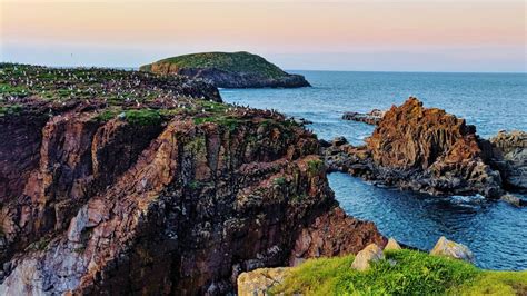 Adorable Puffins in Elliston Newfoundland - Our Retired Life { Alex & Yula