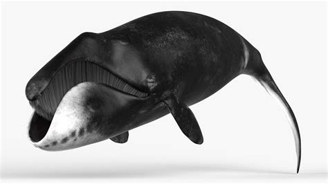Resting Bowhead Whale 3D Model $99 - .3ds .blend .c4d .fbx .max .ma .lxo .obj - Free3D