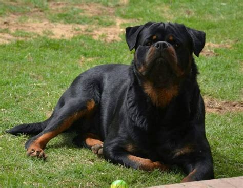 Rottweiler | Training your dog, Dog training, Dog breeds