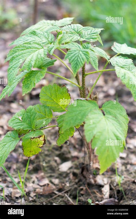 Raspberry canes hi-res stock photography and images - Alamy