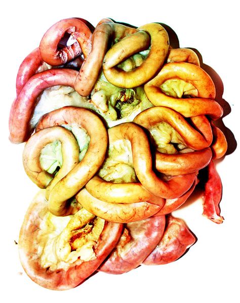 Food Pig Intestine Photograph by Rew Wan - Pixels