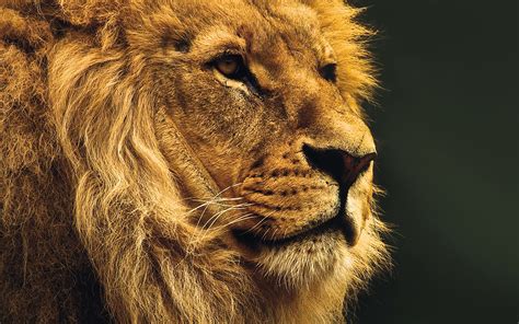 mu49-national-geographic-nature-animal-lion-yellow-wallpaper