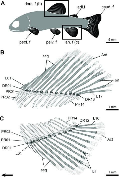 Fin structure and anatomy of the rainbow trout (Oncorhynchus mykiss)... | Download Scientific ...