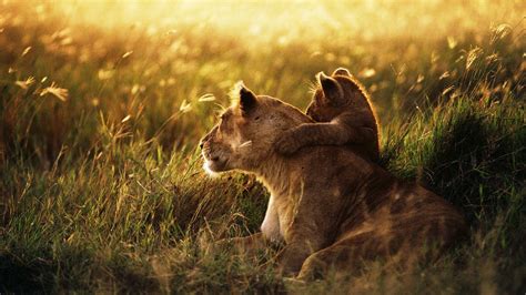 1680x10502019717 lion, lion cub, family 1680x10502019717 Resolution Wallpaper, HD Animals 4K ...