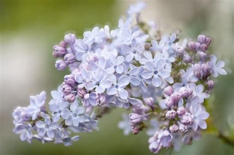 14 Beautiful and Fragrant Types of Lilac | Lilac bushes, Lilac varieties, Fragrant flowers