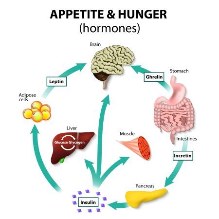 Ghrelin: The Good & Bad + How to Increase/Decrease Levels - Selfhacked