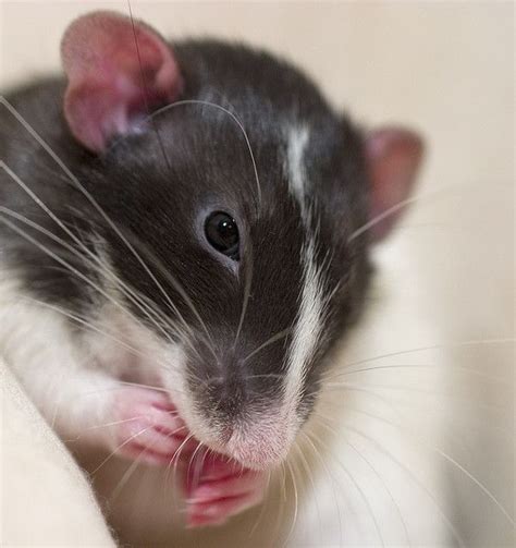 Hooded Rat | Pet rats, Rats, Cute rats