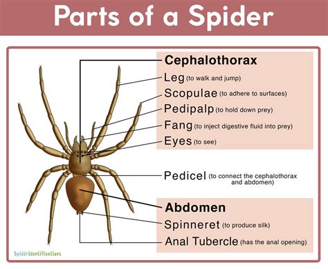 Spiders - What have they ever done for us?