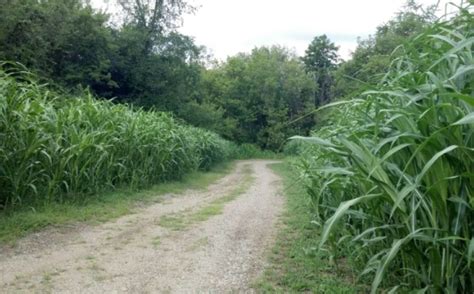 Switchgrass Plantings for Deer Bedding? | Whitetail Habitat Solutions