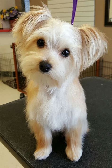 Looks like Sophie! | Morkie haircuts, Dog haircuts, Morkie dogs