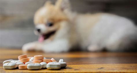 10 Dog Arthritis Natural Remedies for Managing Pain - Tendig