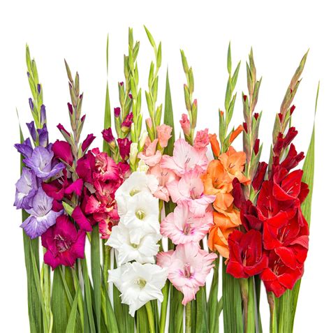 How to Plant Gladiolus Bulbs For Beautiful Summer Blooms