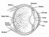 Human Eye Coloring Page  Free Printable Pages For Kids sketch template