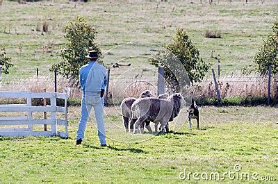 Sheep Dog Trials Stock Photos - Image: 1647463