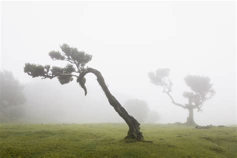 Fanal Madeira: Visit the magical Laurisilva forest - SarahintheGreen