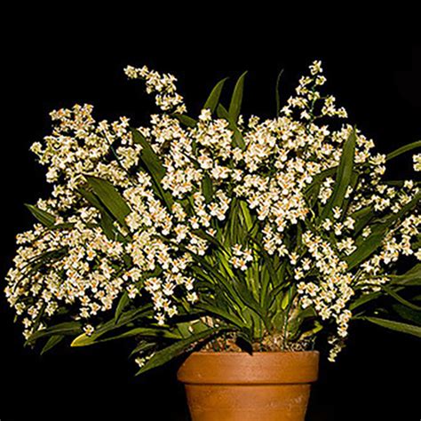 Oncidium Twinkle 'Fragrant Fantasy'