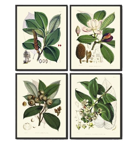 Tree Leaf Magnolia Botanical Wall Art Set of 4 Prints Beautiful Antique ...