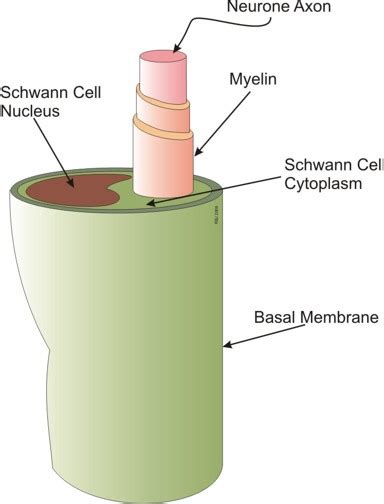 Schwann Cells